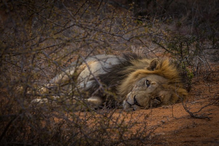 056 Tshukudu Private Game Reserve, leeuw.jpg